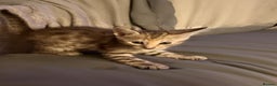 Savannah cats for sale: F4 Savannah kittens  - Advert 36