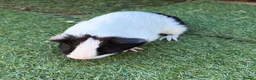 Guinea Pig rodents for sale: 2 beautiful black and white brother and sister  in Chigwell - Advert 6