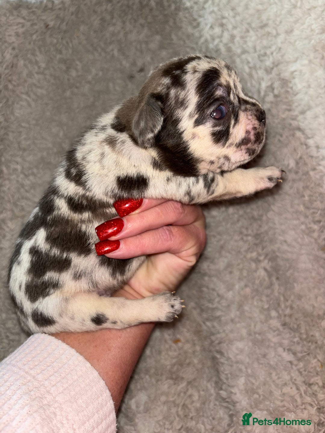 French Bulldog dogs for sale: Stunning french bulldogs  - Image 7