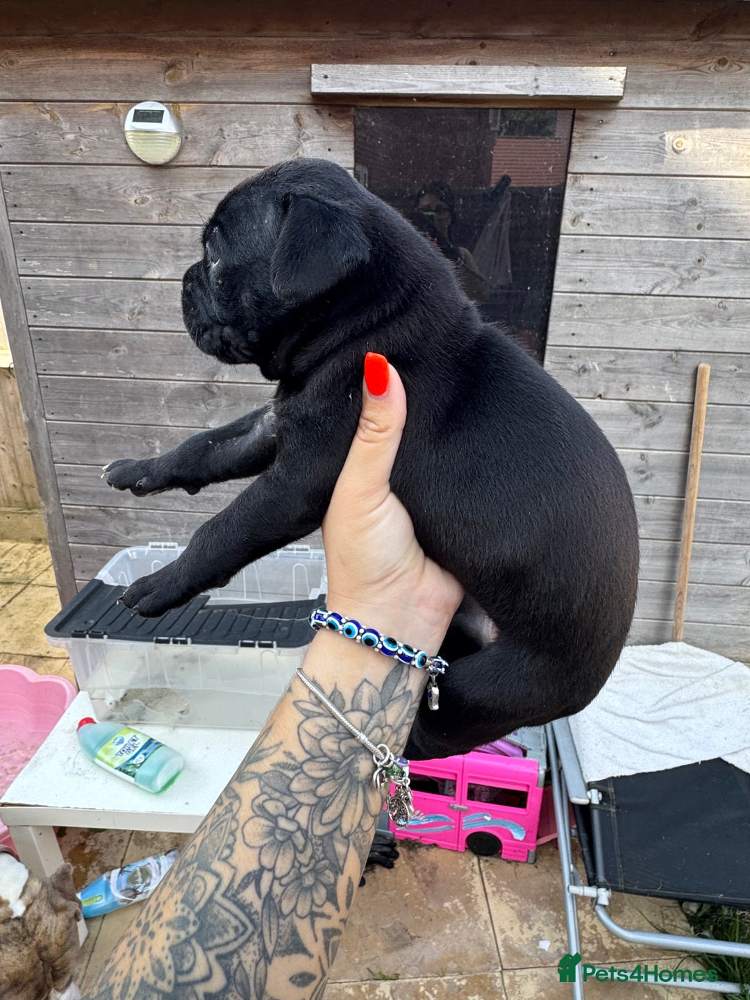 Mixed Breed dogs for sale: Beautiful American bulldog x cane corso puppies - Image 12