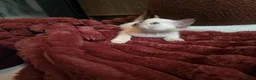 Tonkinese cats for sale: First generation, pedigree, registered,vet checked - Advert 12