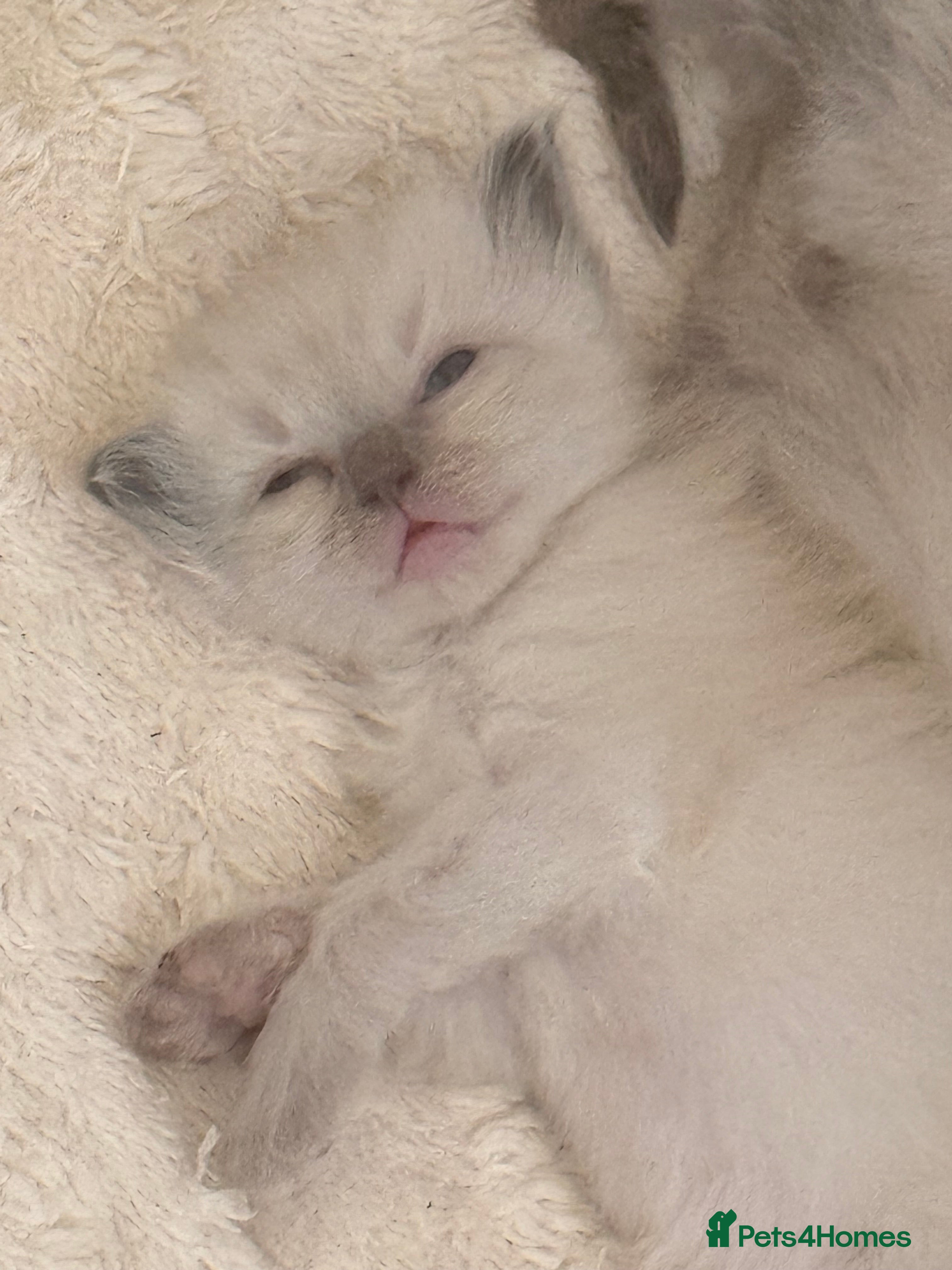 Ragdoll cats 5 stunning ragdolls babies ❤️ - Advert 1
