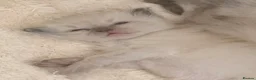 Ragdoll cats for sale: 5 stunning ragdolls babies ❤️ - Advert 1