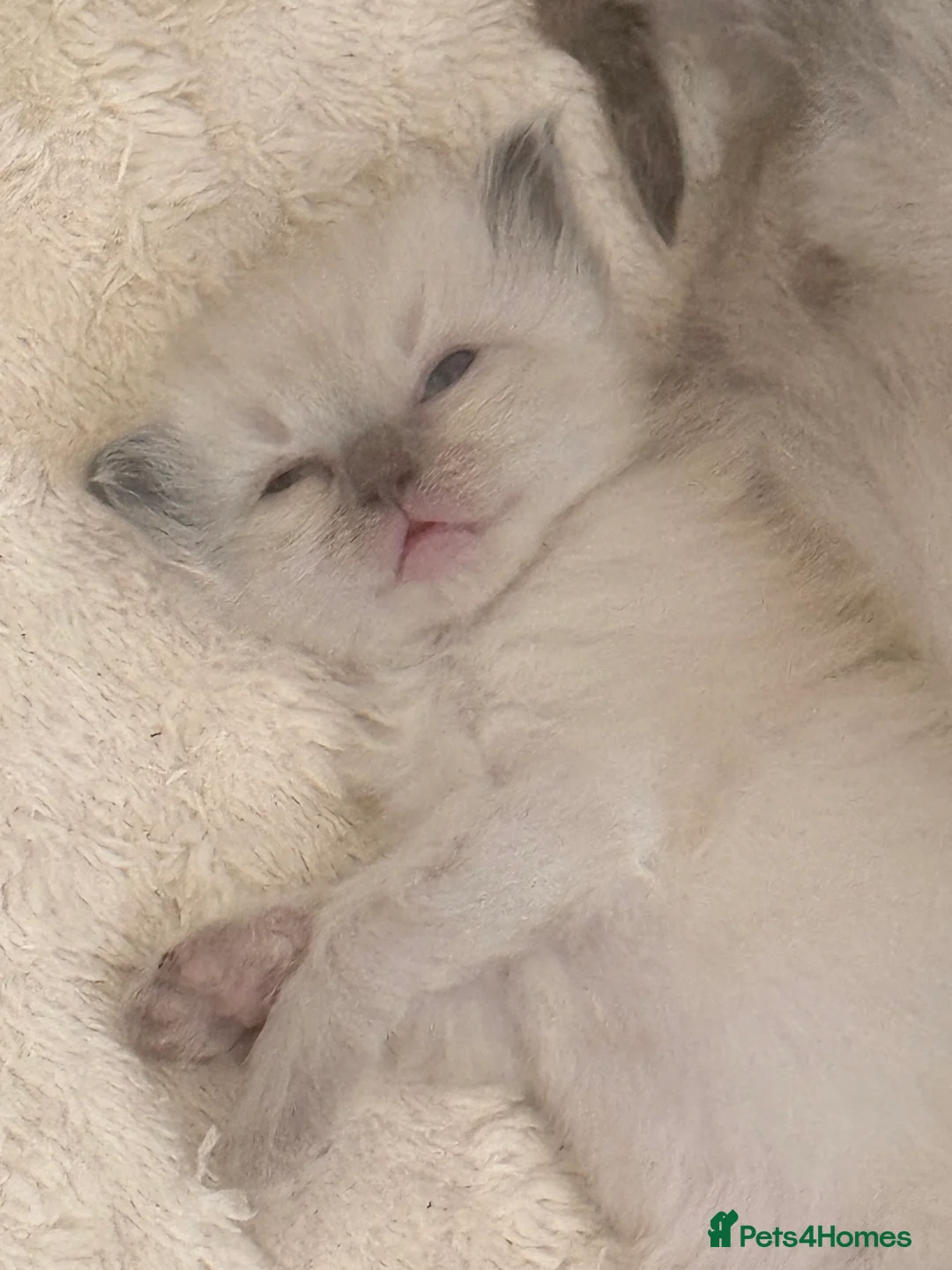 Ragdoll cats for sale: 5 stunning ragdolls babies ❤️ - Advert 1