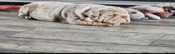 English Bulldog dogs for sale: Lilac & tan merle English bulldog  in Rowley Regis - Advert 3