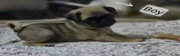 Pug dogs for sale: PUG PUPPIES! READY NOW - Advert 6