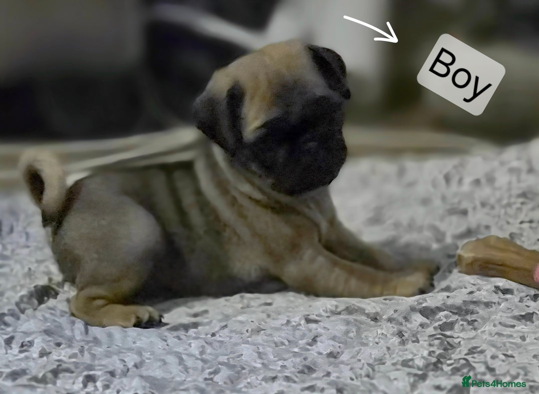 Pug dogs for sale: PUG PUPPIES! READY NOW - Advert 6