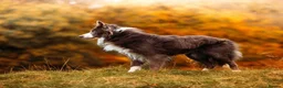 Border Collie dogs for stud: Exceptional Lilac & White DNA clear Border Collie in Saint Asaph - Advert 23
