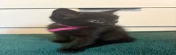 Mixed Breed cats for sale: 4 gorgeous black female kittens 🖤 - Advert 12