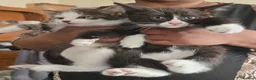 Mixed Breed cats for sale: Beautiful Bengal and Himalayan Kittens for Sale - Advert 14
