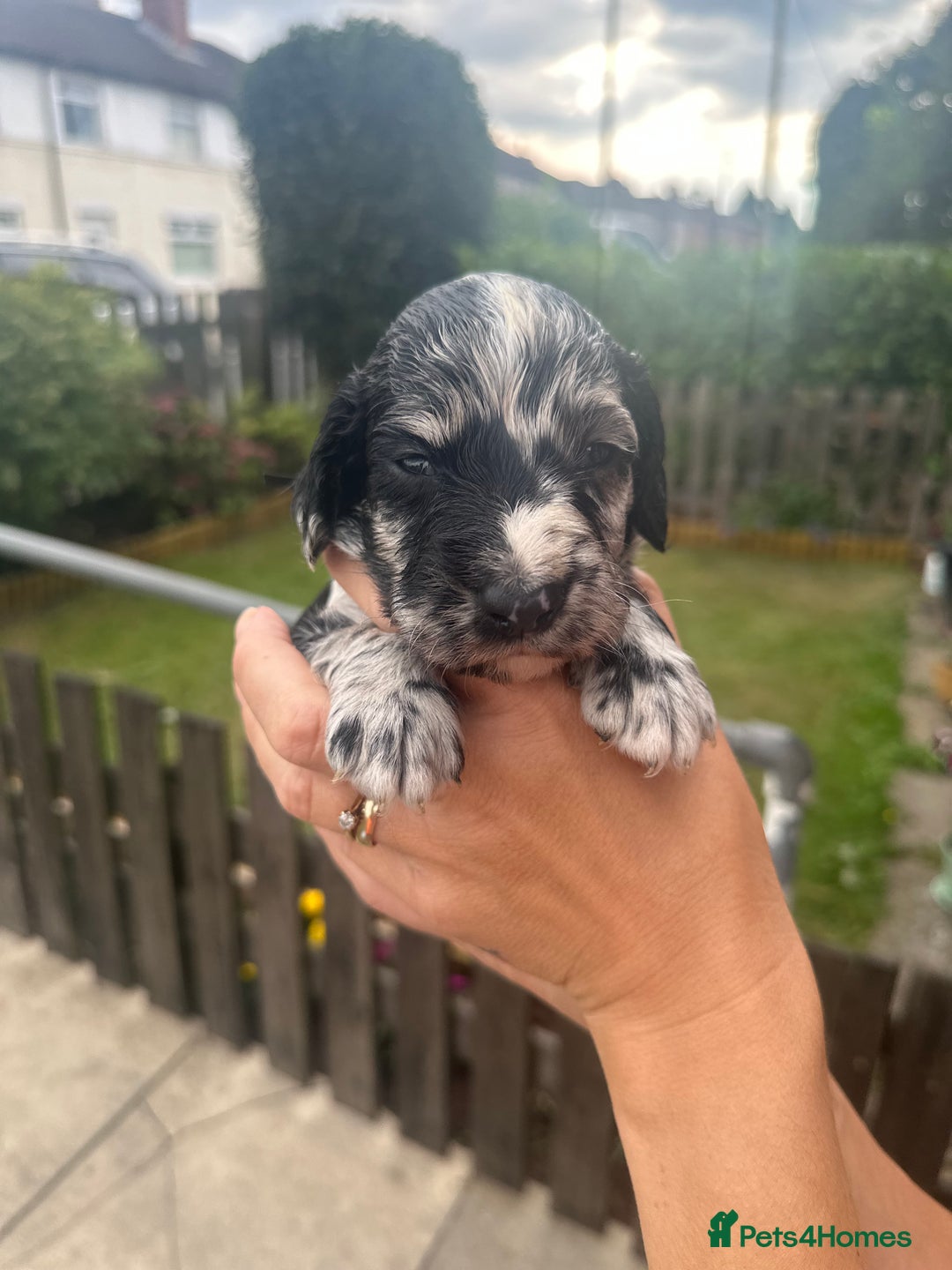Cockapoo dogs for sale: Stunning f1b cockapoo puppies!!  - Image 1