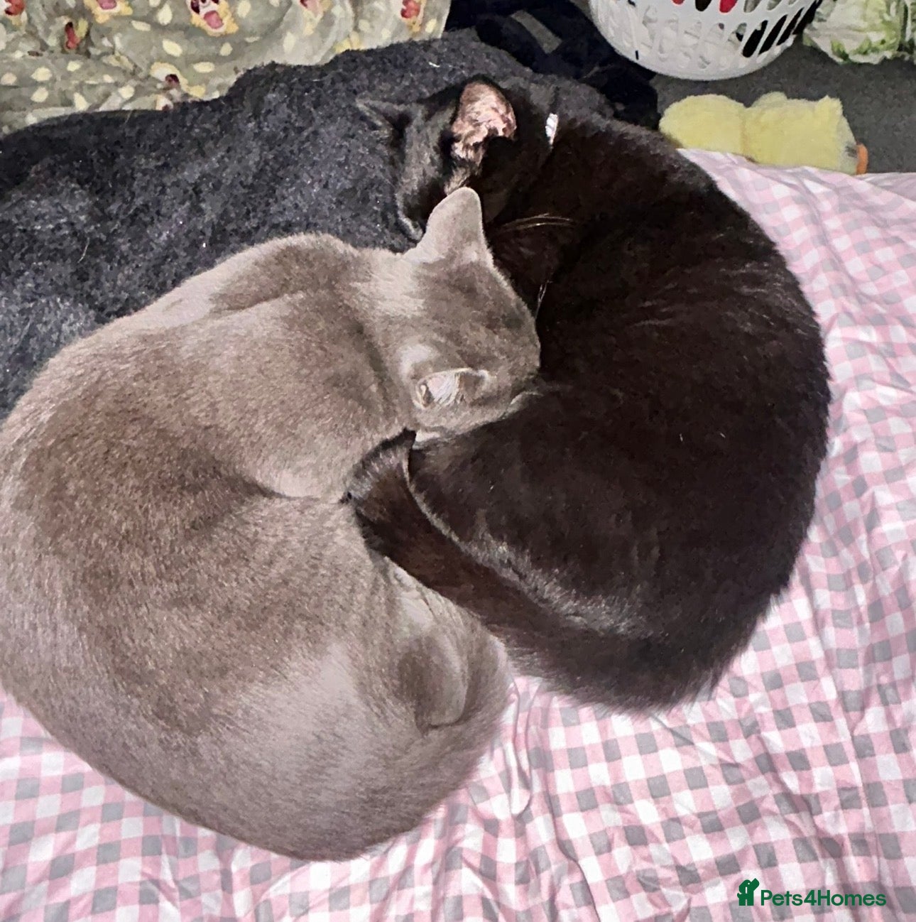 Mixed Breed cats Two cats age 18 months  - Advert 7