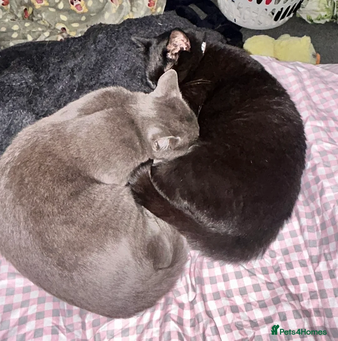 Mixed Breed cats for sale: Two cats age 18 months  - Advert 1