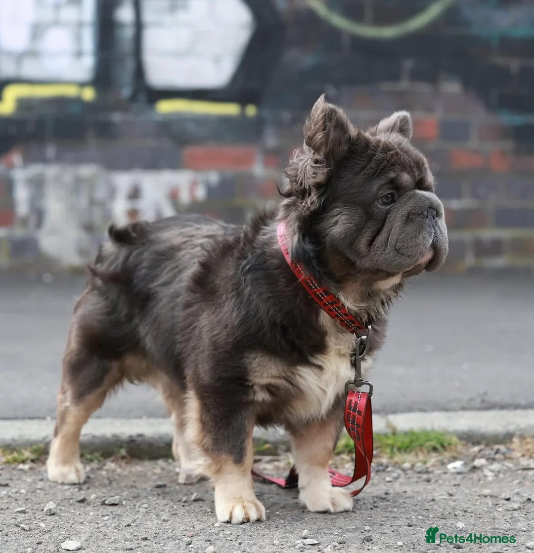 French Bulldog dogs for stud: Fluffy big🪢carrying testable& pink French bulldog in Manchester - Advert 4