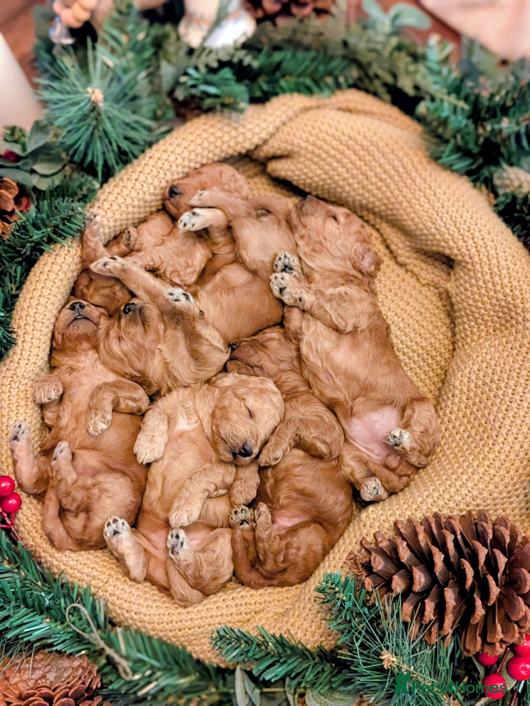 Cockapoo dogs for sale: F2 Cockerpoos 1 male and 5 females  - Advert 9