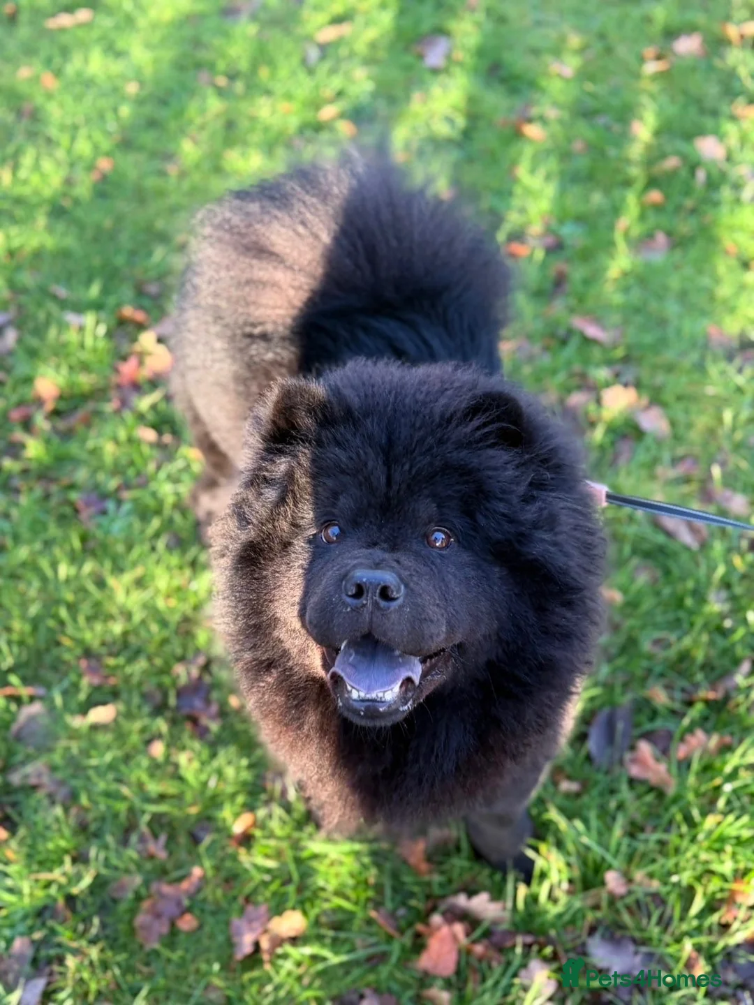 Chow Chow dogs for sale: Willow the chow chow - Advert 2