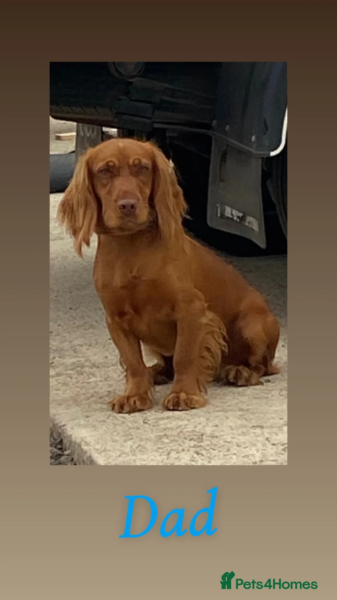 Cocker Spaniel dogs for sale: Cocker spaniel puppies ❤️ - Advert 9