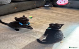 Mixed Breed cats for sale: 5 beautiful mix bread ragdoll fluffy kittens  - Image 16