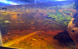 Mollies fish for sale: Mollies/Tetras/Mixed Snails - Image 1