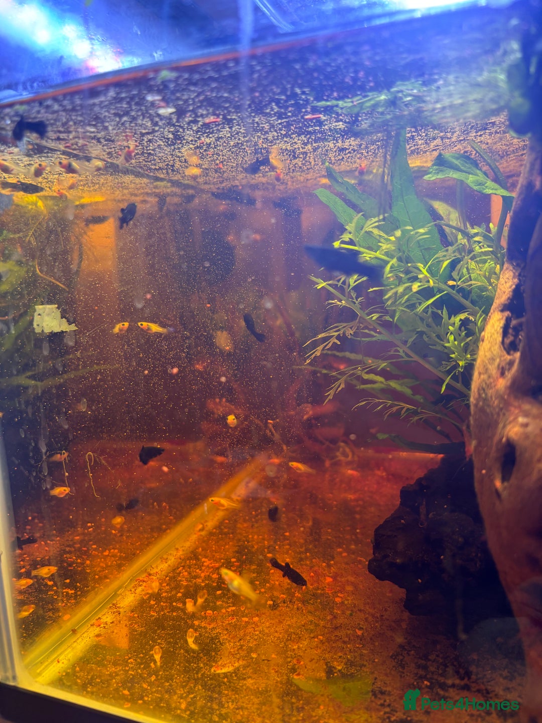 Mollies fish for sale: Mollies/Tetras/Mixed Snails - Image 1