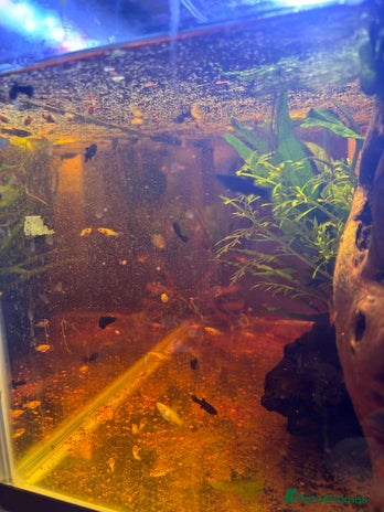 Mollies fish - Advert 2