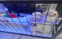 Poochon dogs for sale: Beautiful Poochon Puppies - Image 13