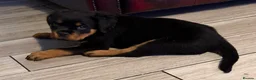 Rottweiler dogs for stud: KC ROTTWEILER FOR STUD  - Advert 4