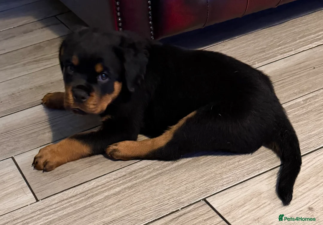 Rottweiler dogs for stud: KC ROTTWEILER FOR STUD  - Advert 4