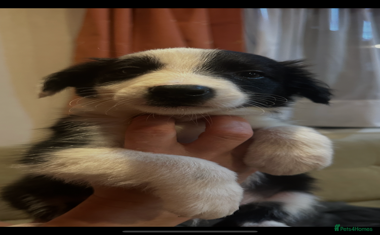 Border Collie dogs - Advert 9