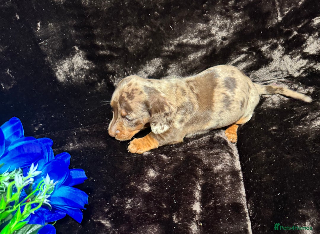 Miniature Dachshund dogs for sale: BEAUTIFUL KC MINI DACHSHUND READY TO LEAVE 23/12   - Advert 26