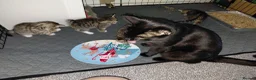 Mixed Breed cats for sale: 4 gorgeous female kittens! in Morpeth - Advert 3