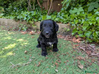 Cockapoo dogs Beautiful Black Cockapoo pups DNA screened ❤️😍 - Advert 17