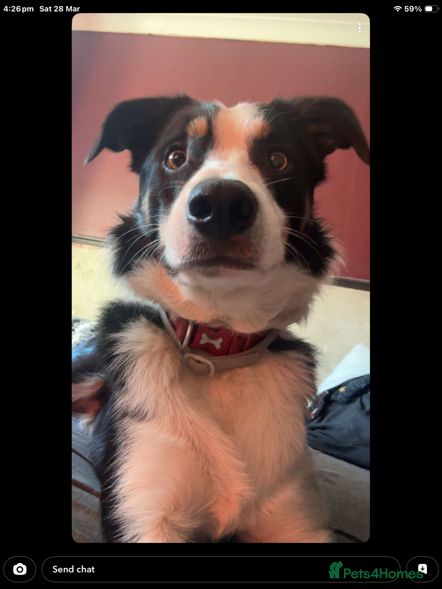 Border Collie dogs 1 year old border collie boy well trained  - Advert 1