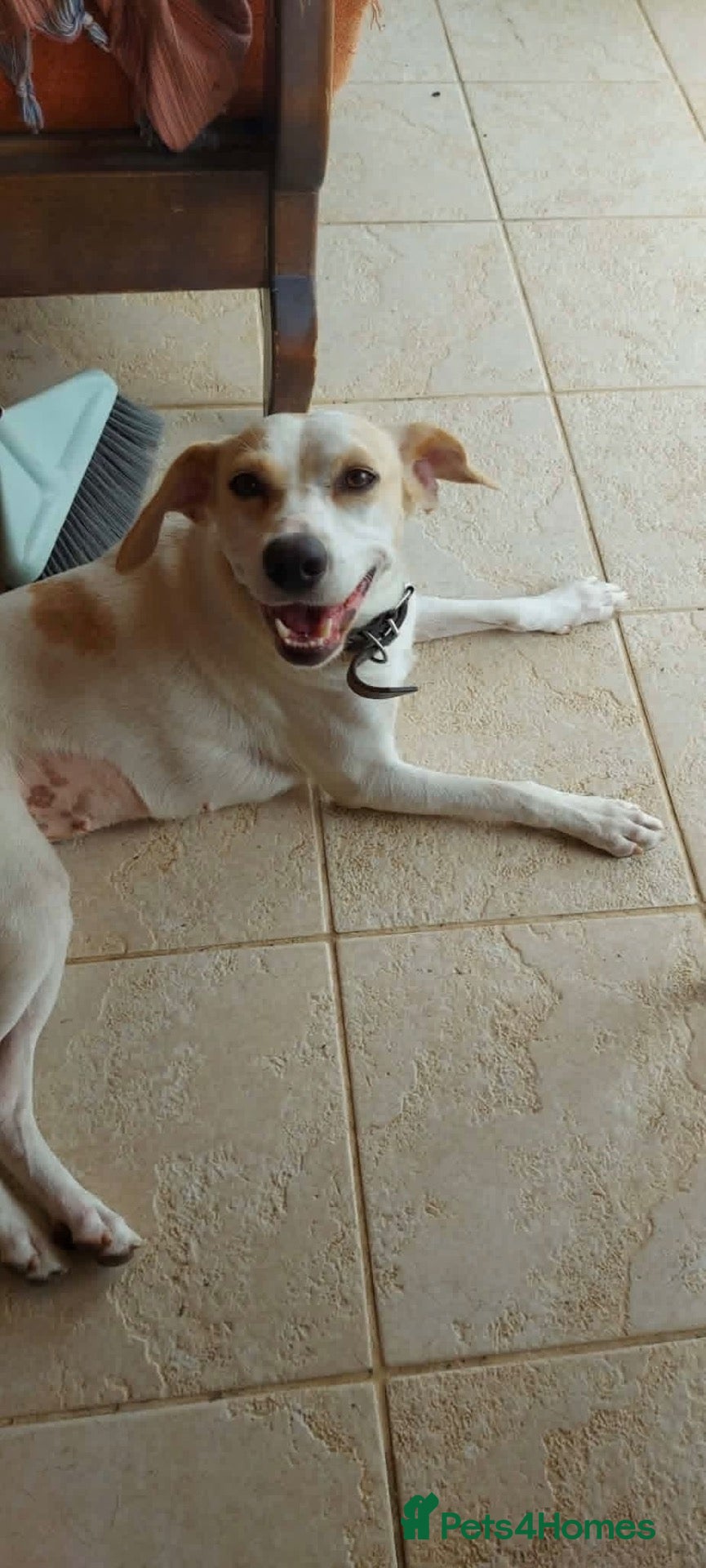 Mixed Breed dogs Meet Polly  - Advert 1