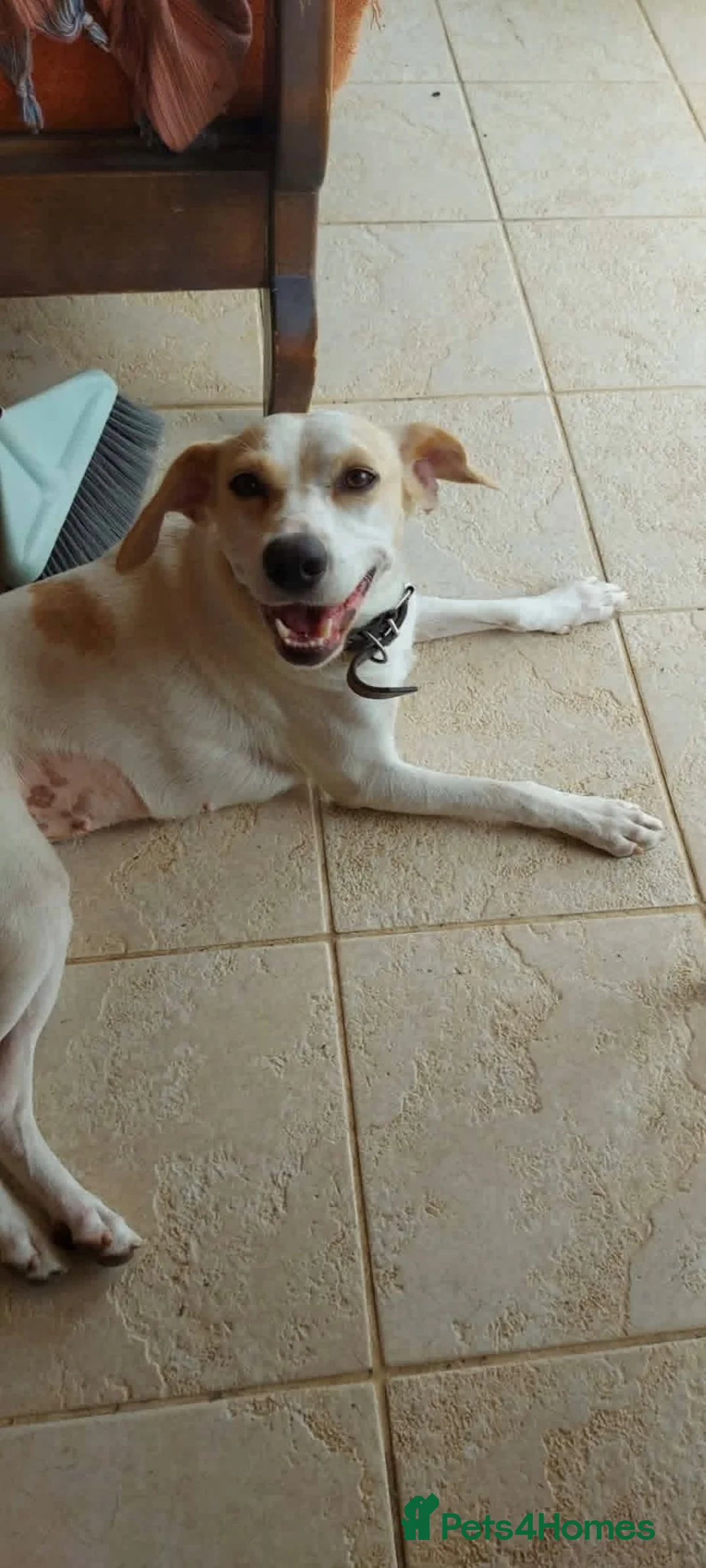 Mixed Breed dogs for sale: Meet Polly  - Advert 1