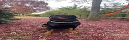 Rottweiler dogs for sale: 5 - Year -Old Pedigree Rottweiler - Advert 2