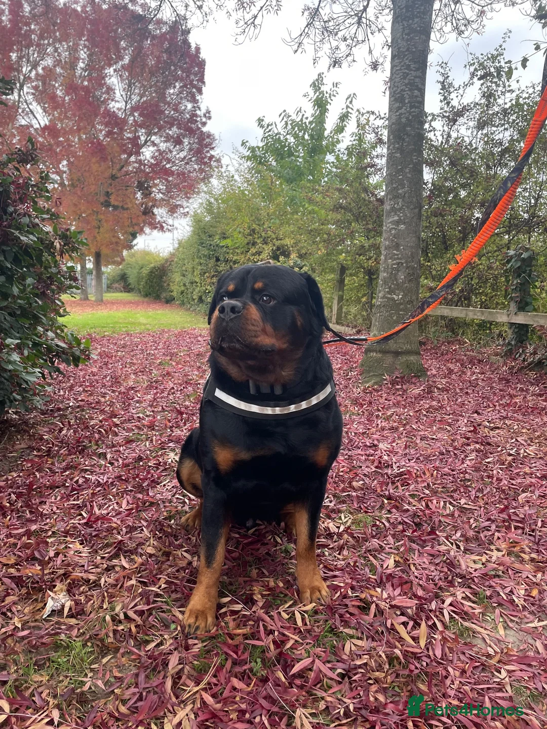 Rottweiler dogs for sale: 5 - Year -Old Pedigree Rottweiler - Advert 2