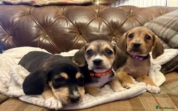 Mixed Breed dogs for sale: Labrador x beagles  - Image 4