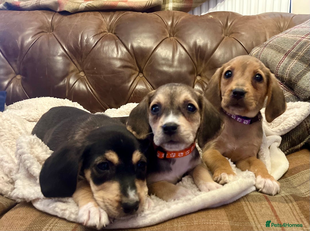 Mixed Breed dogs for sale: Labrador x beagles  - Image 4