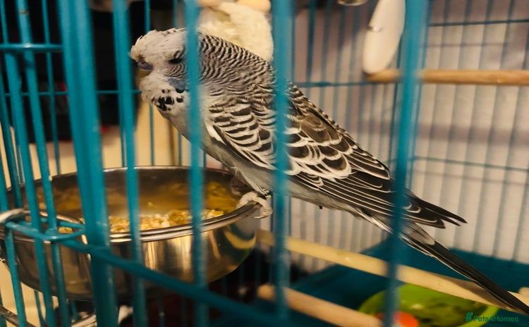 Budgerigars birds - Advert 1