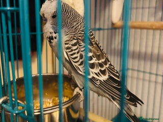 Budgerigars birds - Advert 29