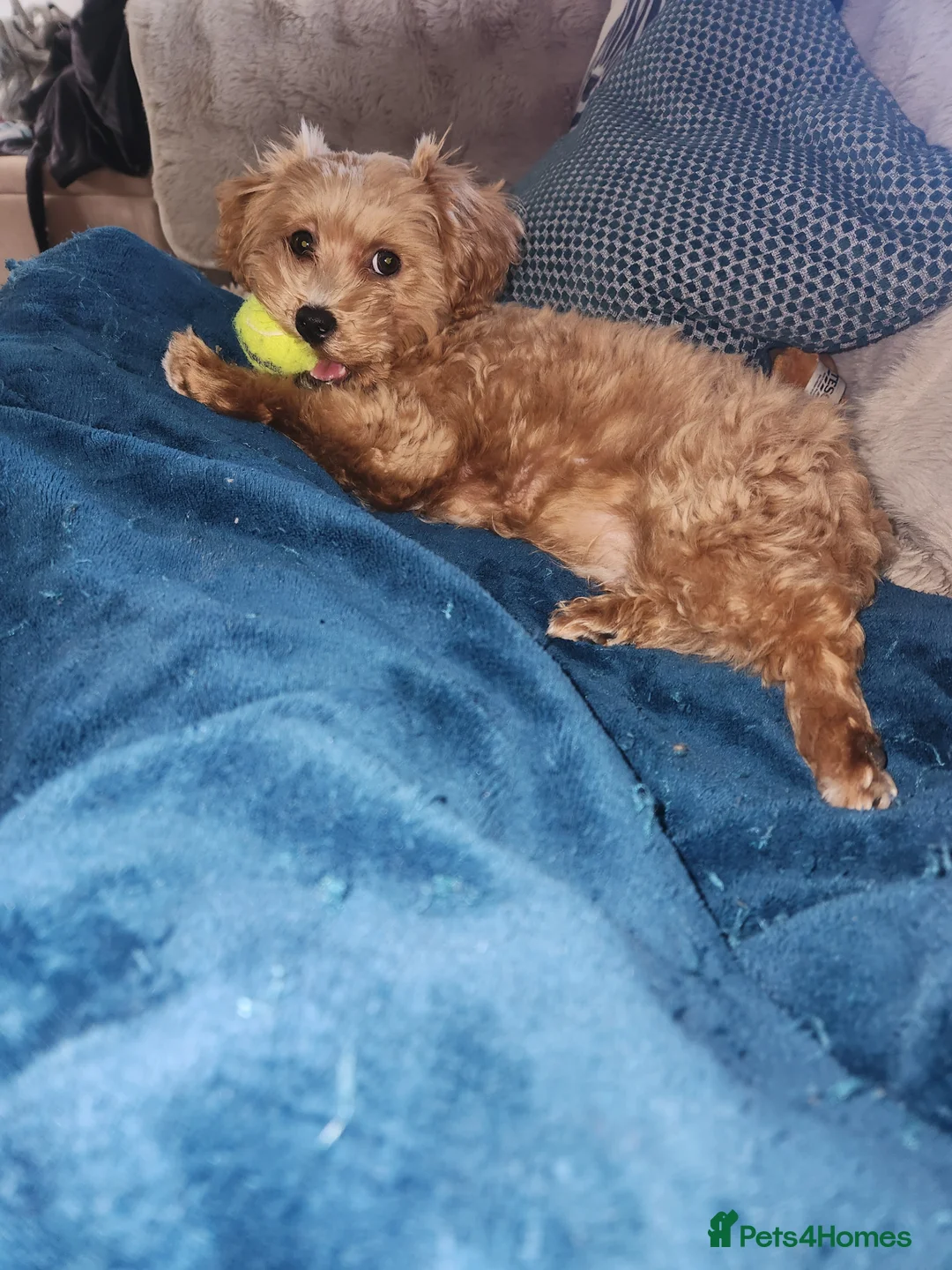 Maltipoo dogs for sale: Red Maltipoo boy in Nottingham - Advert 5