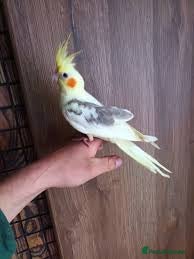 Cockatiels birds Baby cockatiels friendly different mutations  - Advert 10