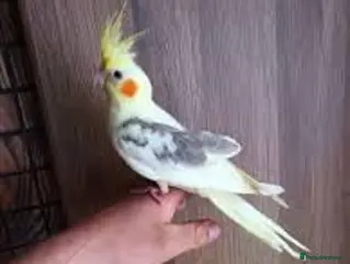 Cockatiels birds Baby cockatiels friendly different mutations - Advert 10