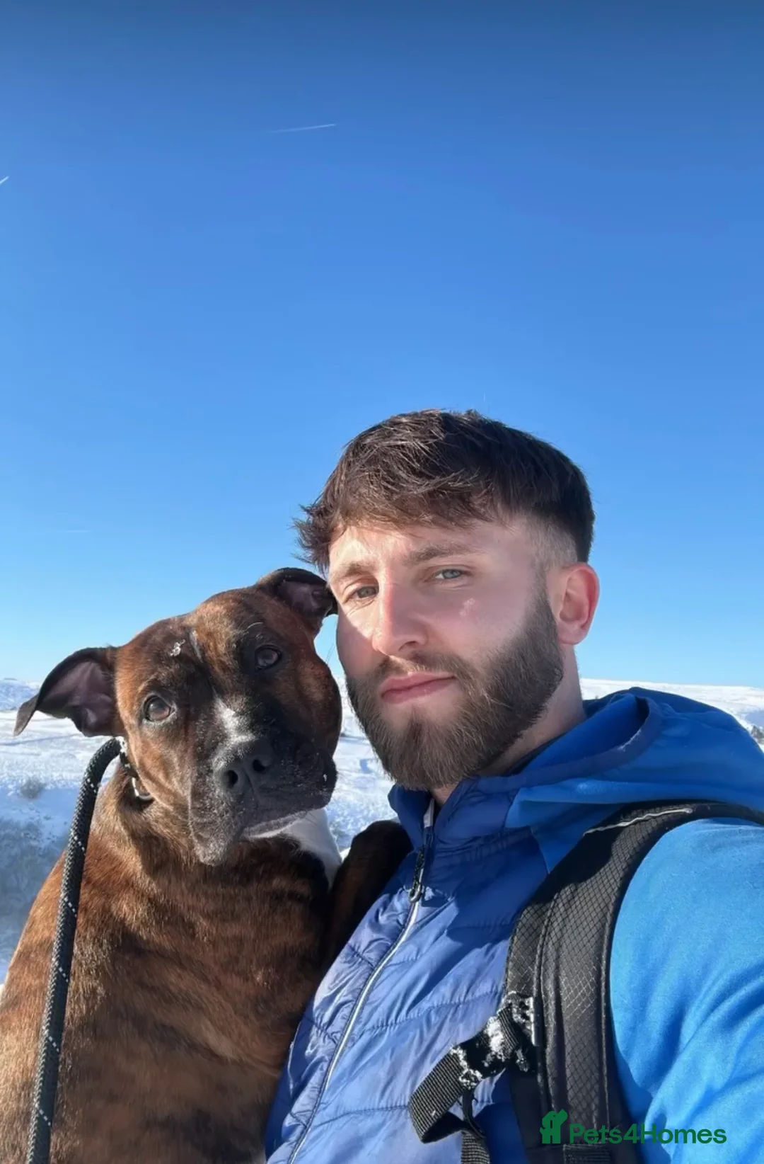 Staffordshire Bull Terrier dogs for sale: Adorable Blue-Eyed Grey Staffordshire Bull Terrier - Advert 2