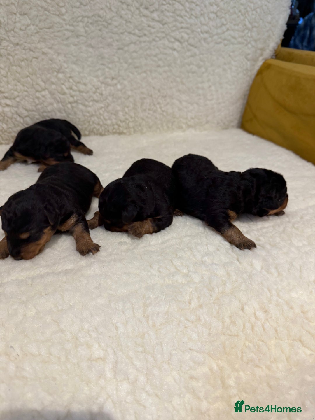 Welsh Terrier dogs for sale: Top Welsh terrier puppies  - Image 7