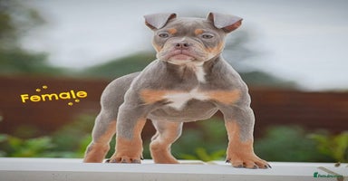 English Bulldog dogs - Advert 4