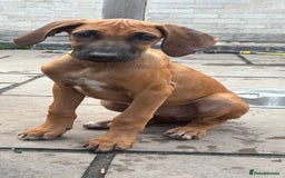 Rhodesian Ridgeback dogs for sale: Kc registered Rhodesian Ridgebacks puppies - Image 5