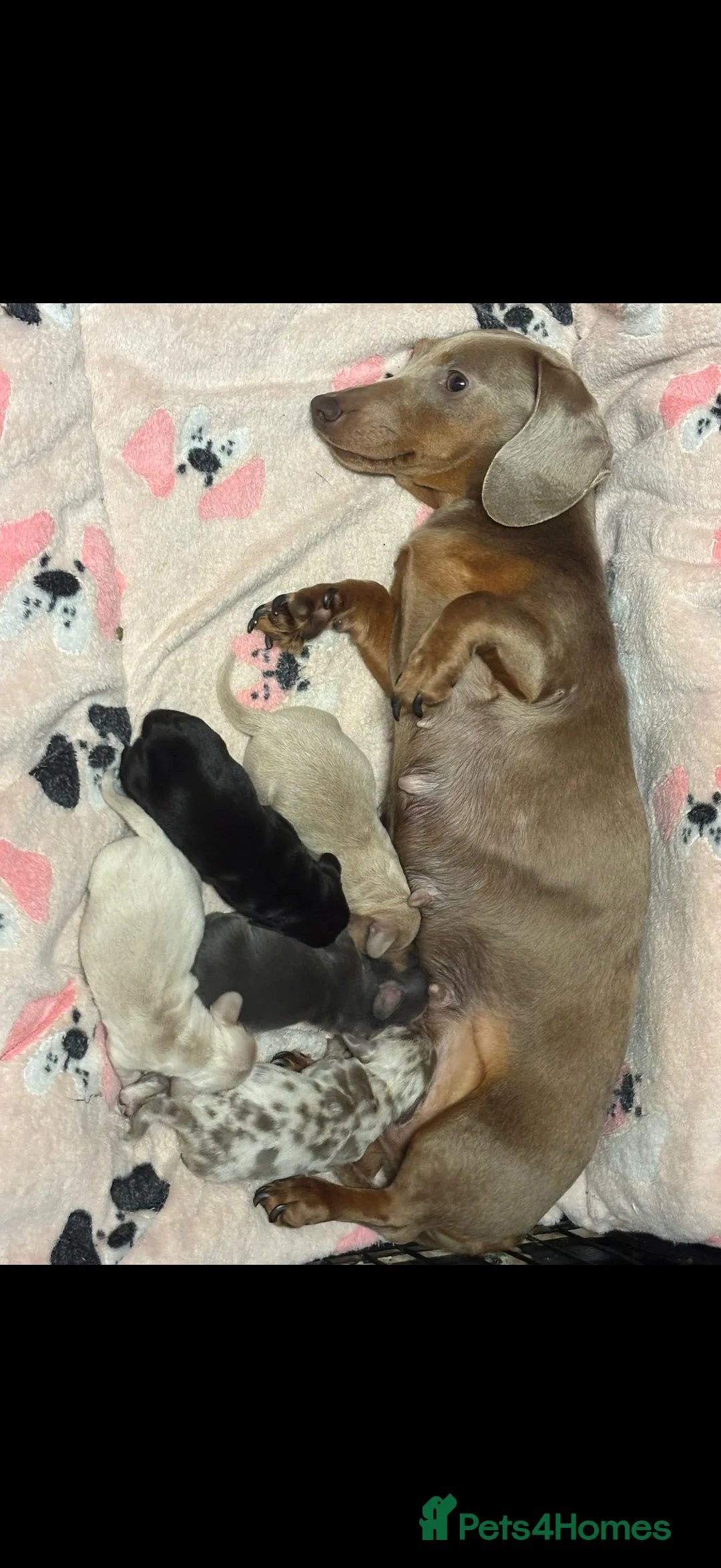Miniature Dachshund dogs for sale: Stunning Pups 5 ⭐ Star Licensed 5 ⭐ Reviews!  - Advert 2