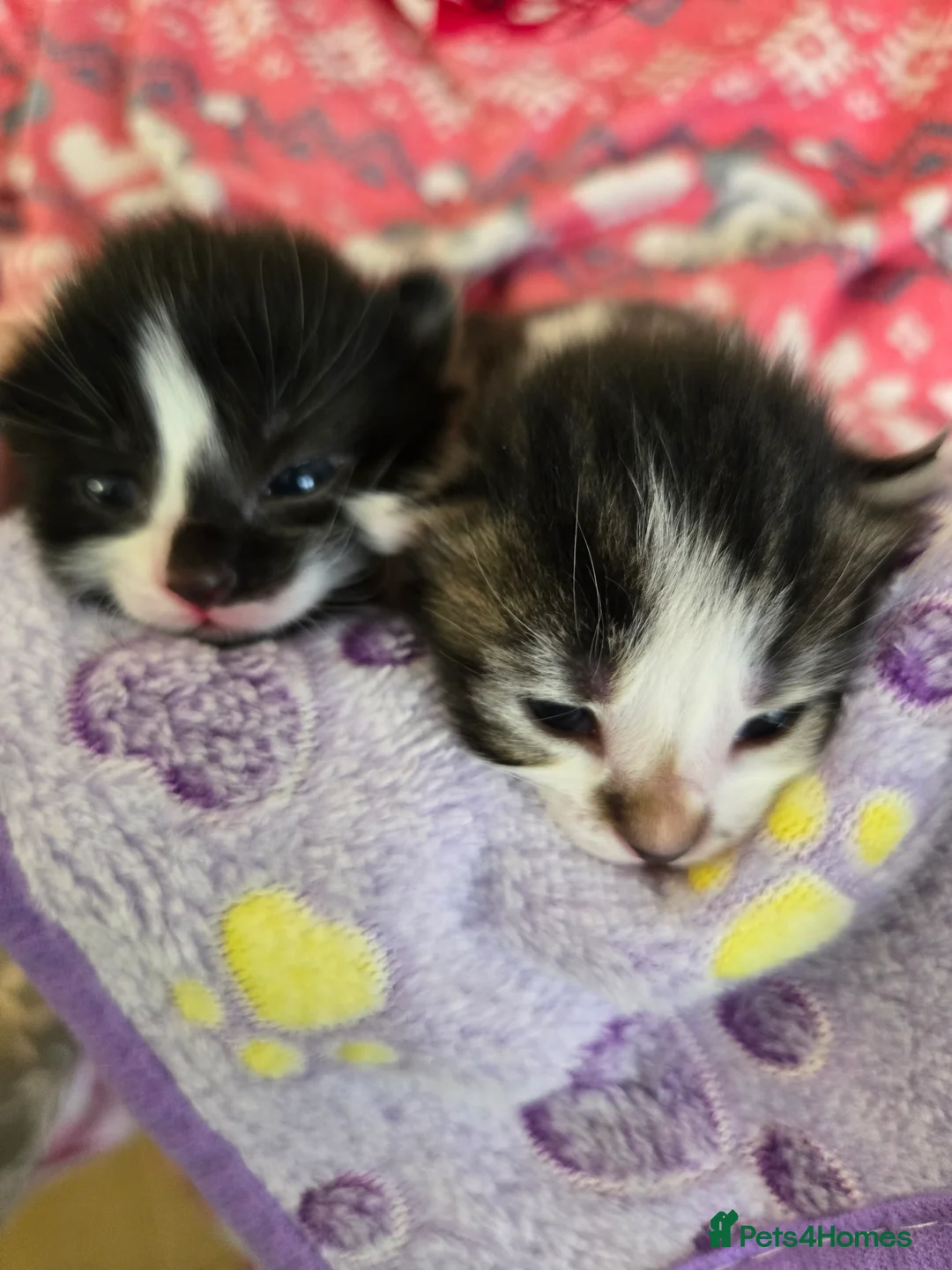 Mixed Breed cats for sale: 4 beautiful kittens 2 males & 2 females  - Advert 11